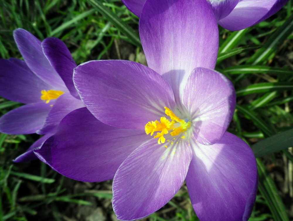 crocus in the sunshine