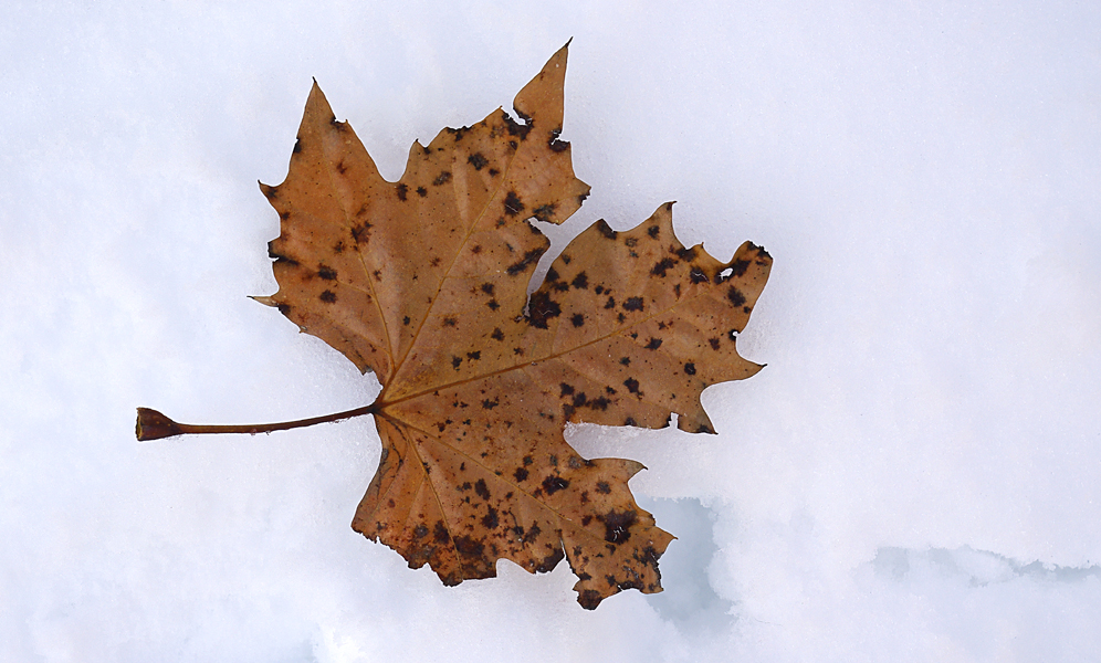 Dead Leaf