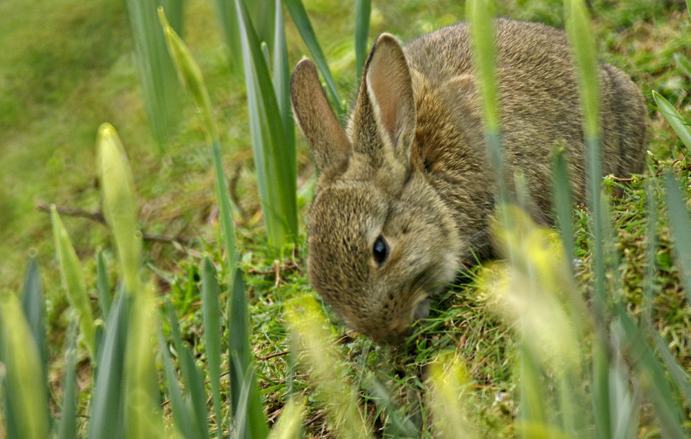 Easter Rabbit
