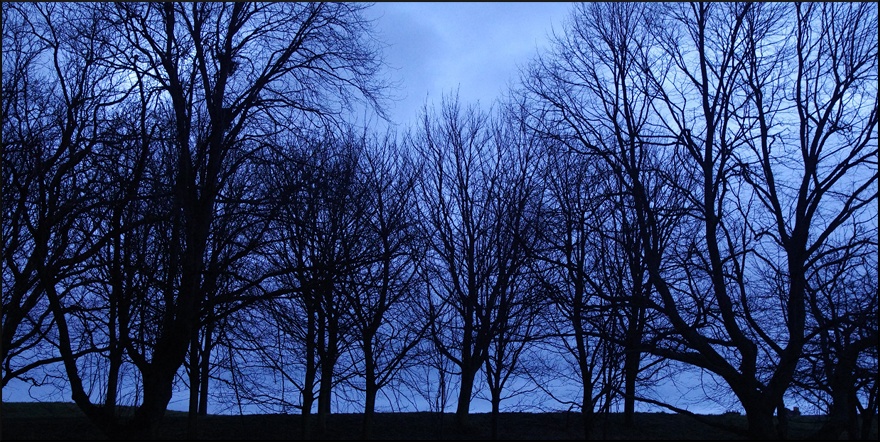 Evening Trees