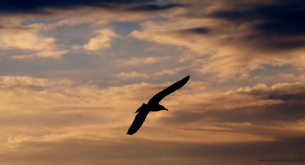 Flying...