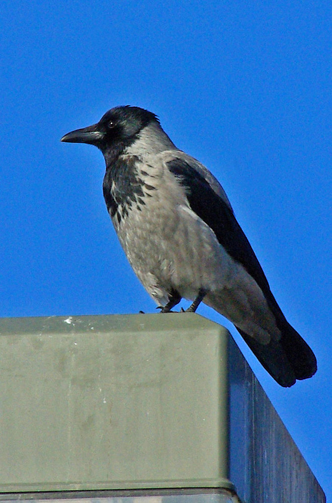 Hooded crow