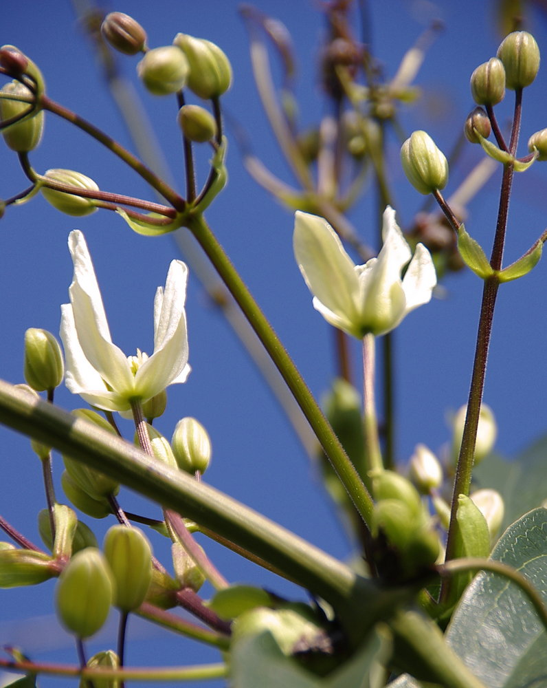 Just Spring - Just Open!