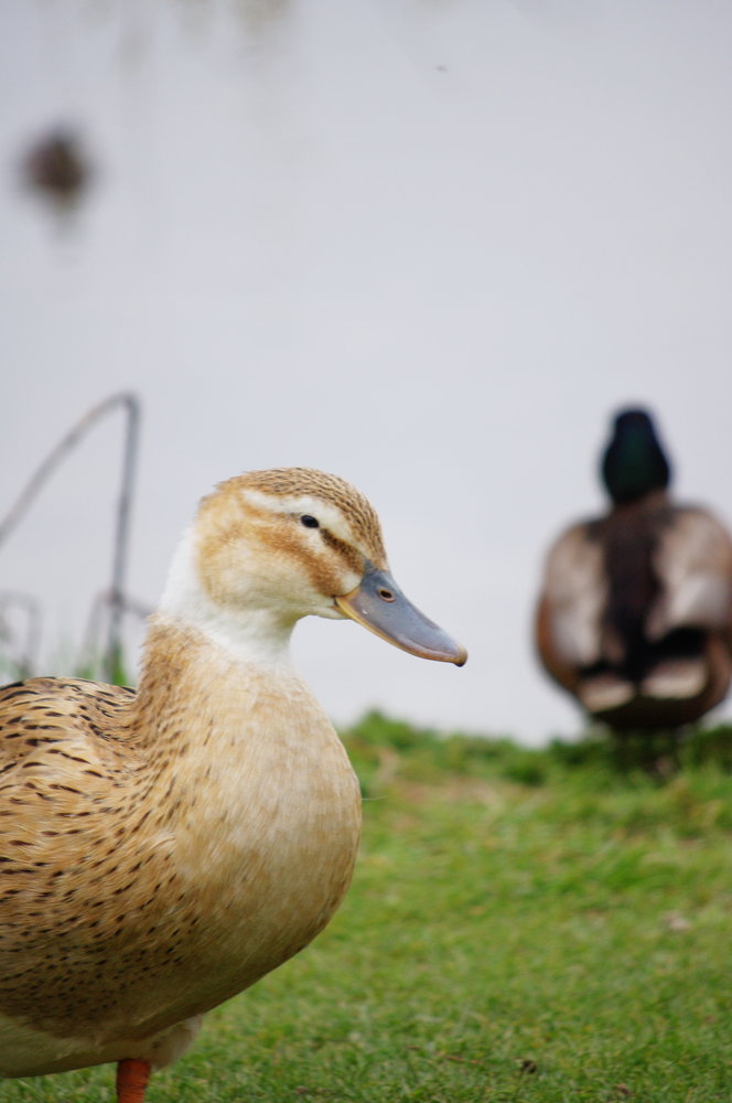 My first duck pic