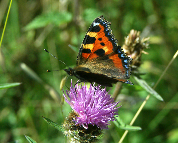 Small Tortoiseshell