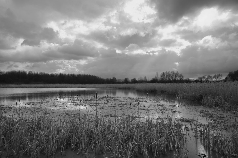 swamp