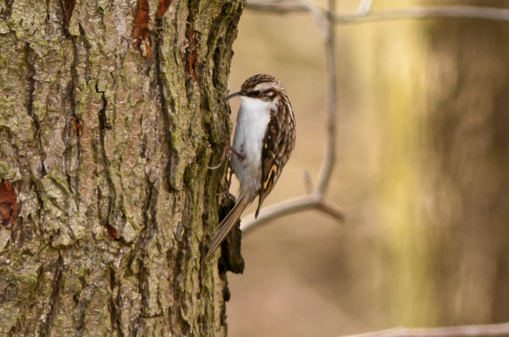 Treecreeper