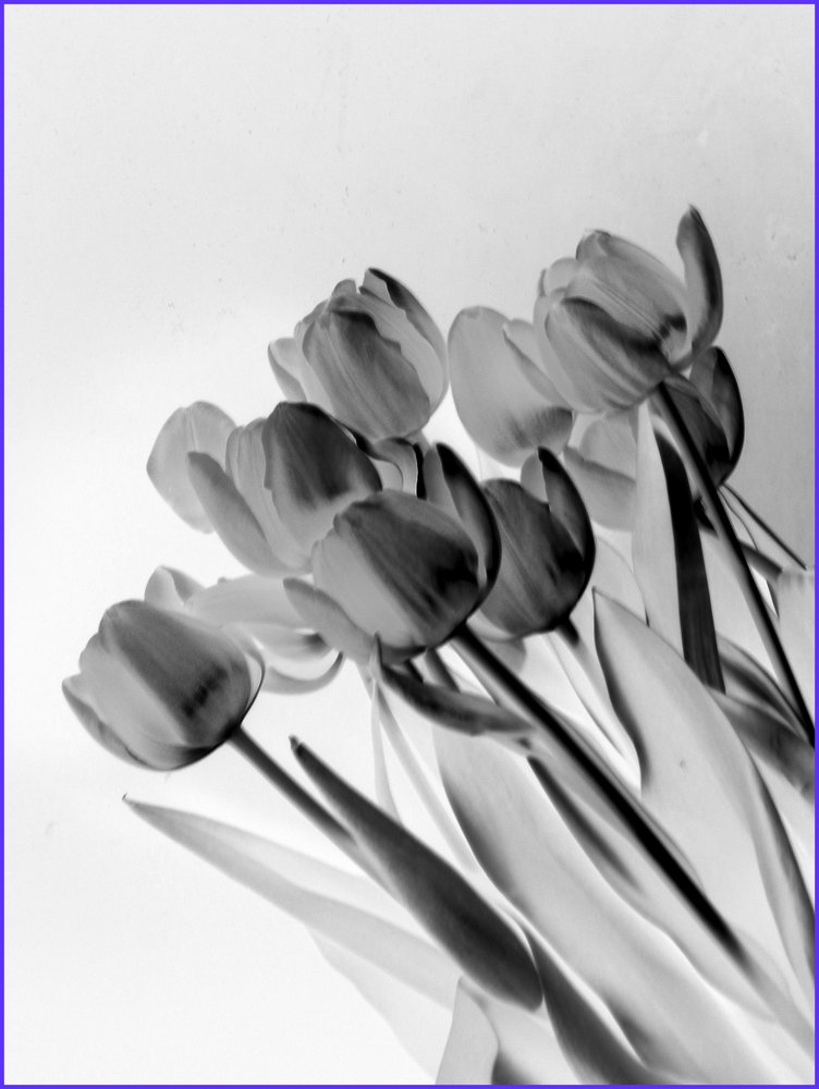tulips edited in paintshop.no 2
