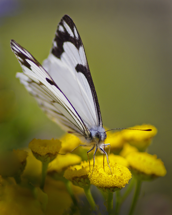 Visiting a Tansy