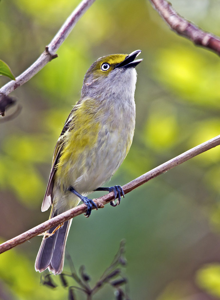 White-eyed Vireo