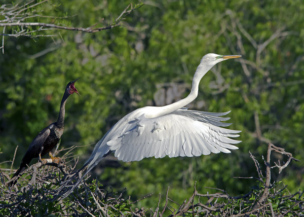 Anhinga Warning