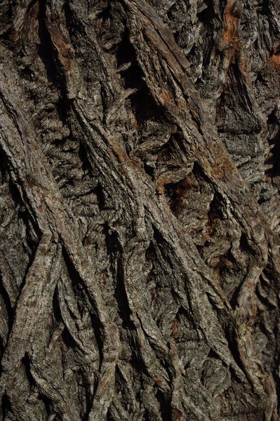Bark