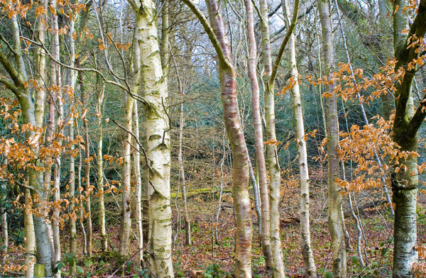 Birchwood