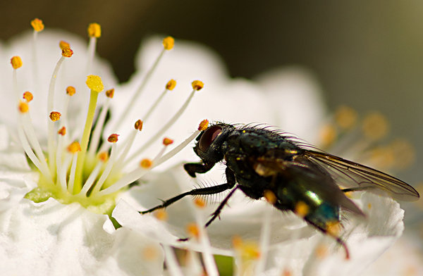 Bug on blossom