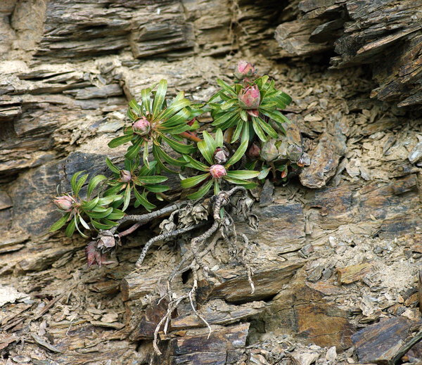 Clinging for Survival