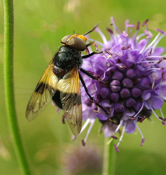 Cornflower2
