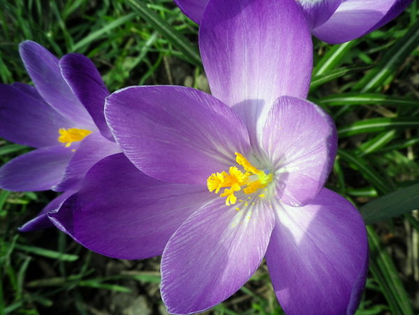 crocus in the sunshine