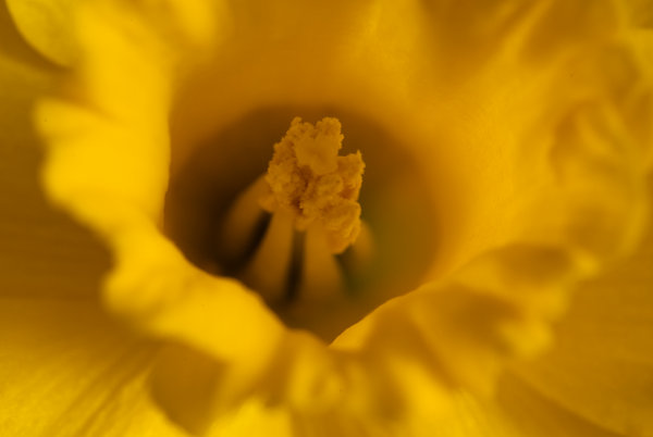 Daffodil