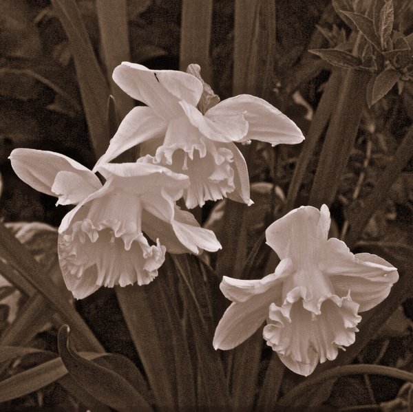 Daffodils