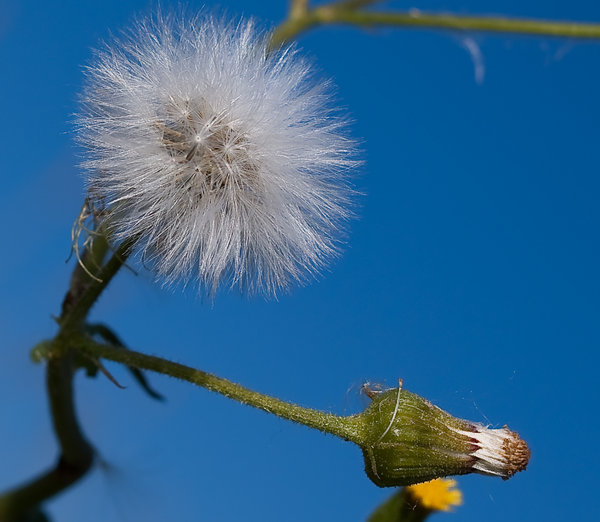 details of the spring