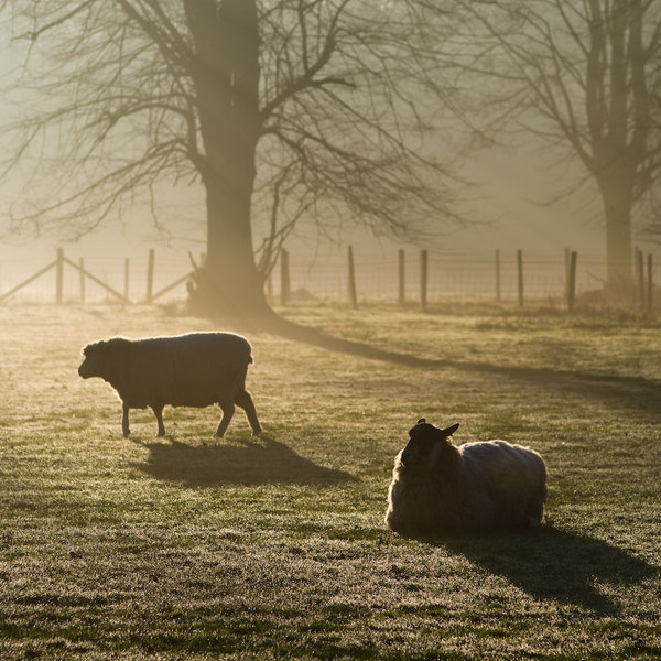Early one morning, just as the sun was rising...