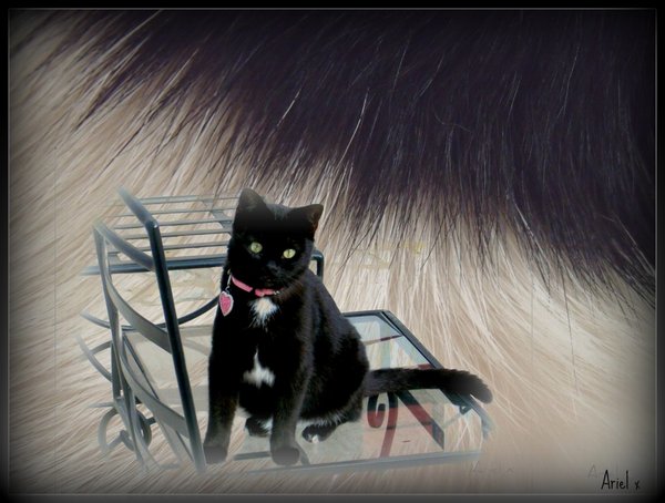 Encounter with the Furred Kind