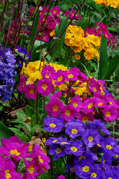 Flowers - Focus Stacked
