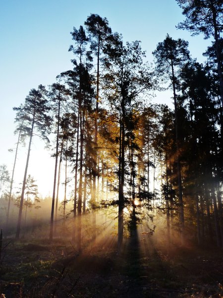Forest Flare