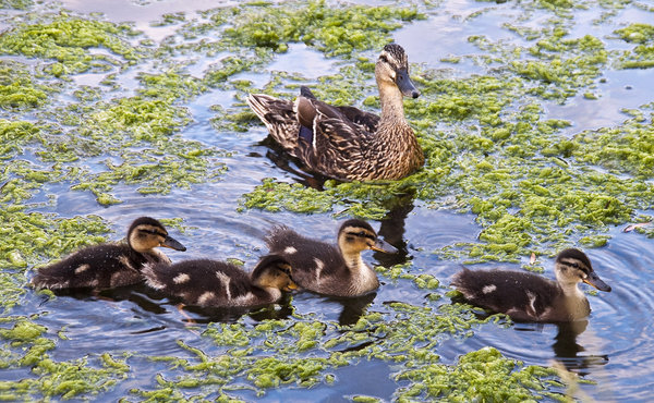 Four Little Ducklings Swimming.....