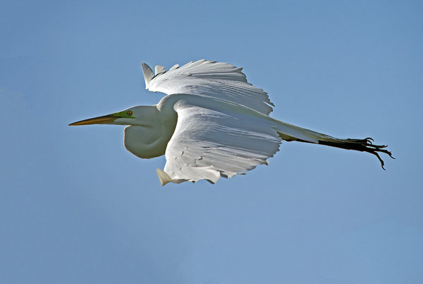 Great Egret