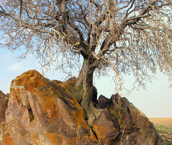 Grown out of Rock