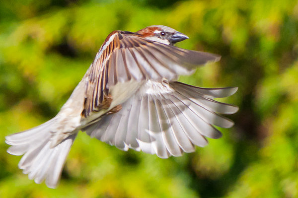 House Sparrow in flight