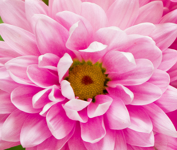 In the pink