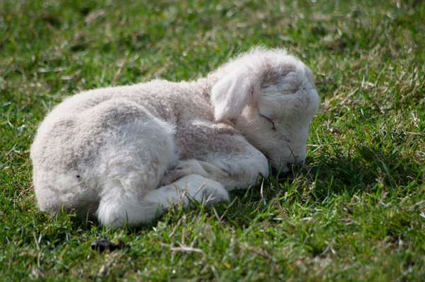 Just snoozing...