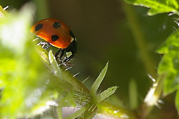 Ladybird at lunch