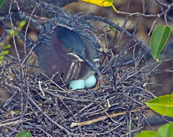 Little Greenie Eggs