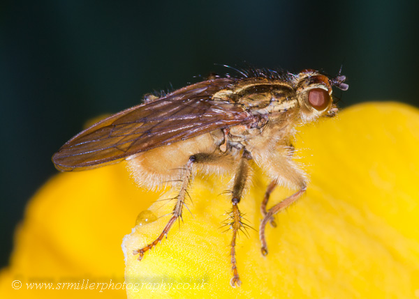 Macro