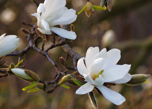 magnolia tree ???