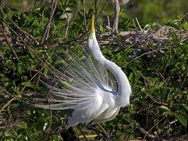 Mating Plumage