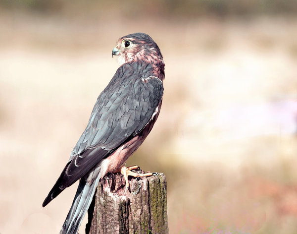Merlin