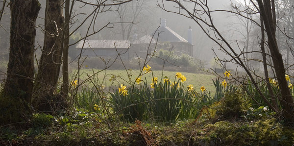 Misty View with Daffodils
