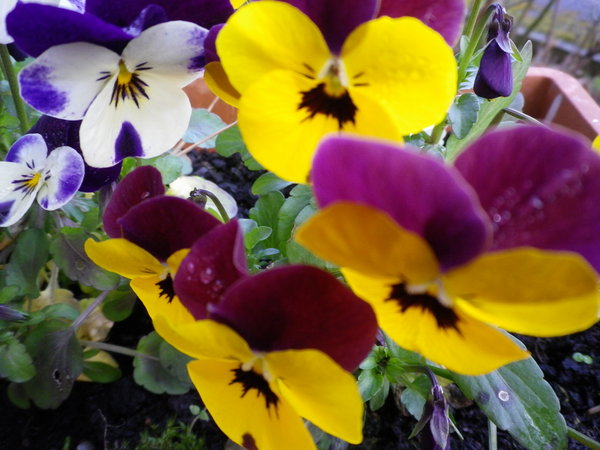 pansies