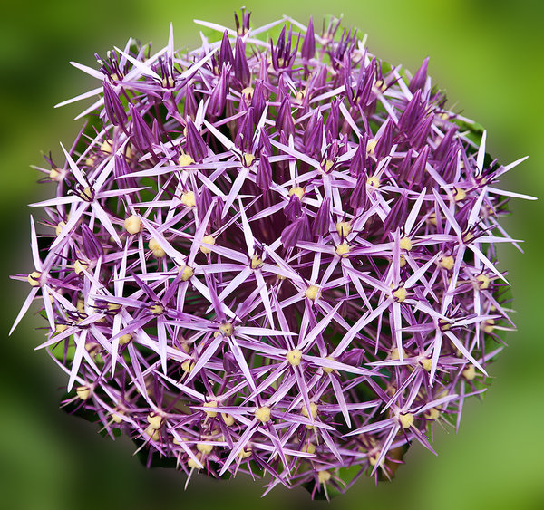 Purple Allium flower