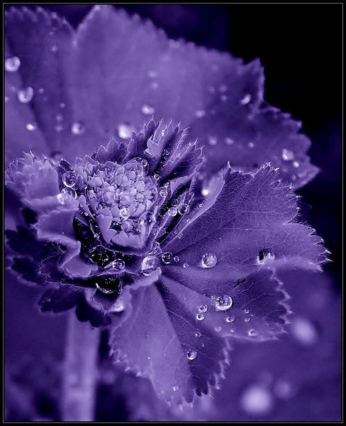 Silver on Purple