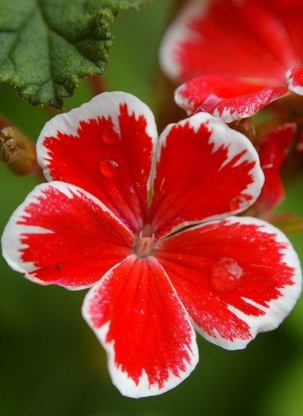 Red Geranium