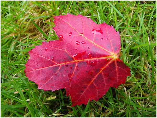 Red Leaf on Green Grass