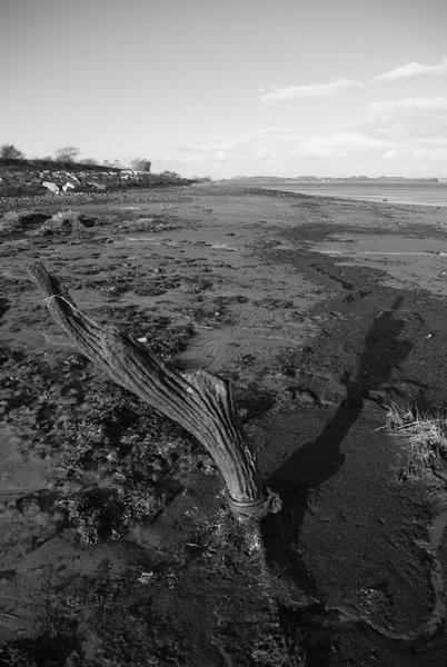 Sea Branch