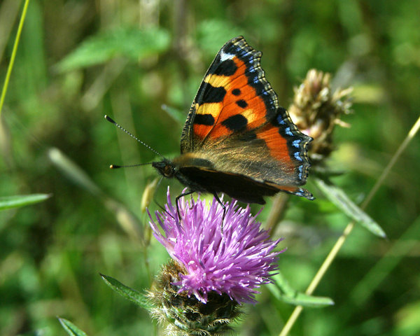 Small Tortoiseshell