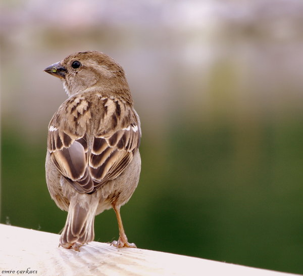 Sparrow