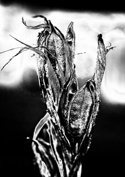 Surreal Flag Iris